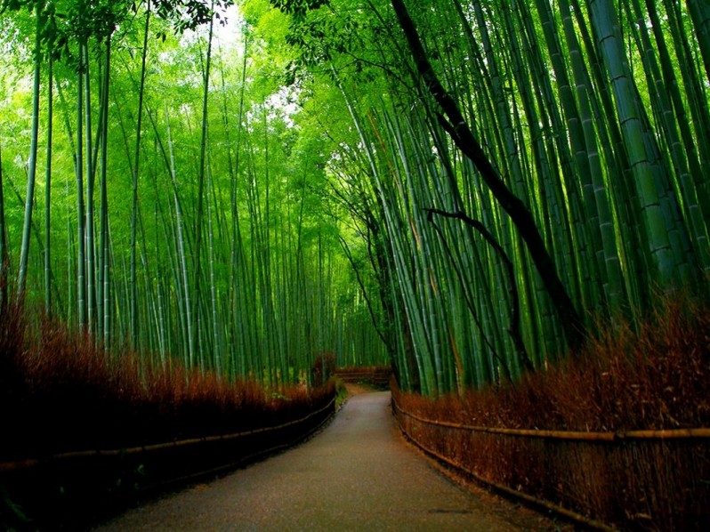 Бамбуковый лет